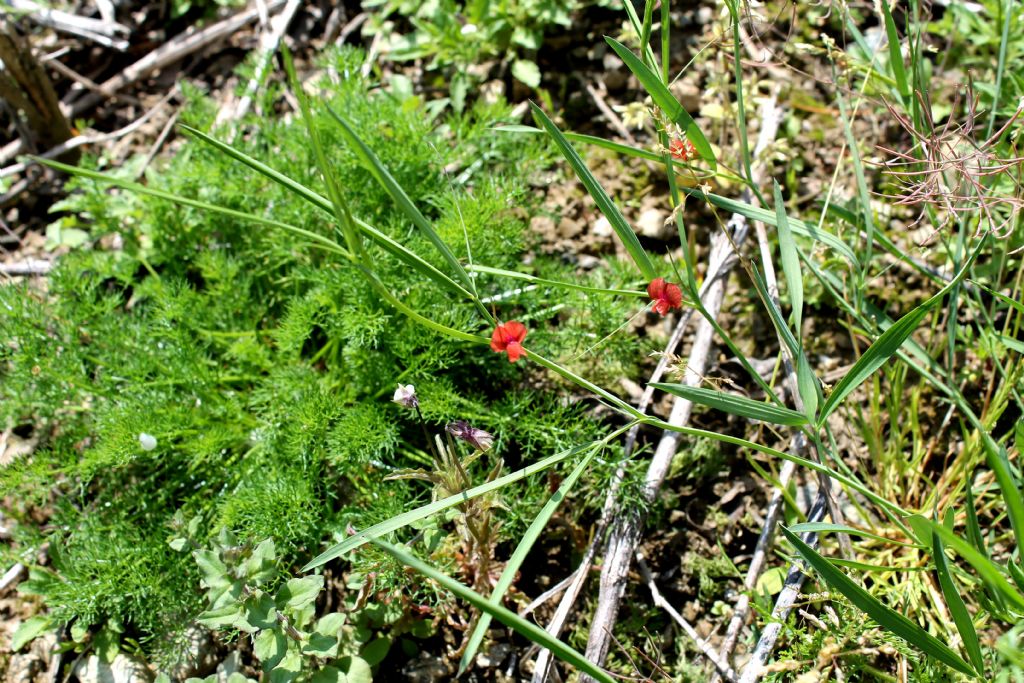 Lathyrus sphaericus / Cicerchia sferica